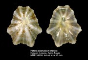 Patella caerulea